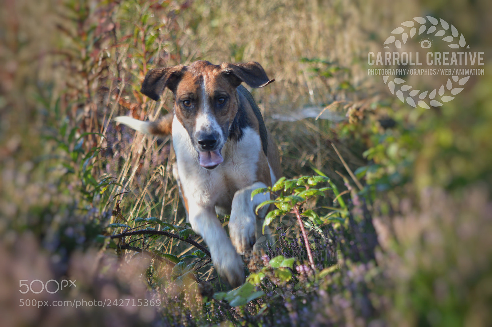 Nikon D3200 sample photo. Hound in hunt photography