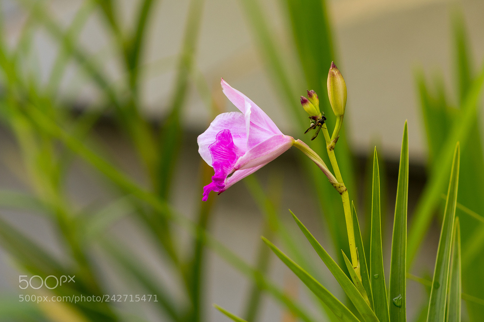 Canon EOS 1300D (EOS Rebel T6 / EOS Kiss X80) sample photo. Orquidea photography