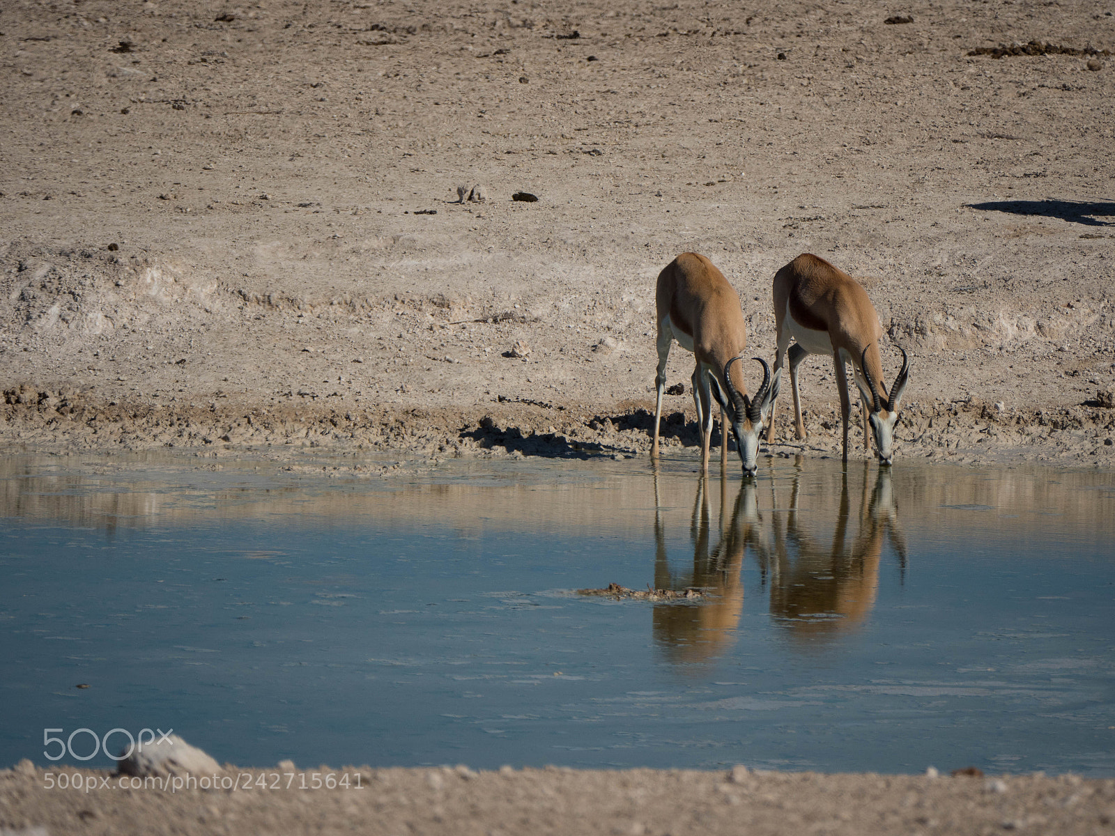 Panasonic Lumix DMC-GX8 sample photo. Twin drinking springbok photography