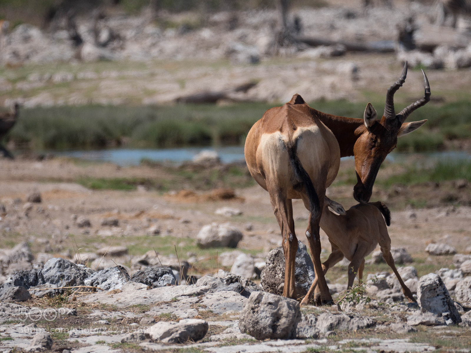 Panasonic Lumix DMC-GX8 sample photo. Impala affection photography