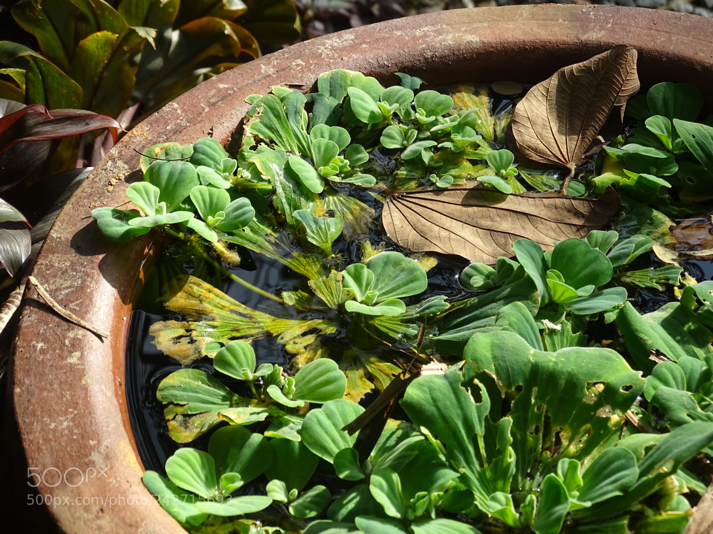 Sony Cyber-shot DSC-HX400V sample photo. Water lettuce photography