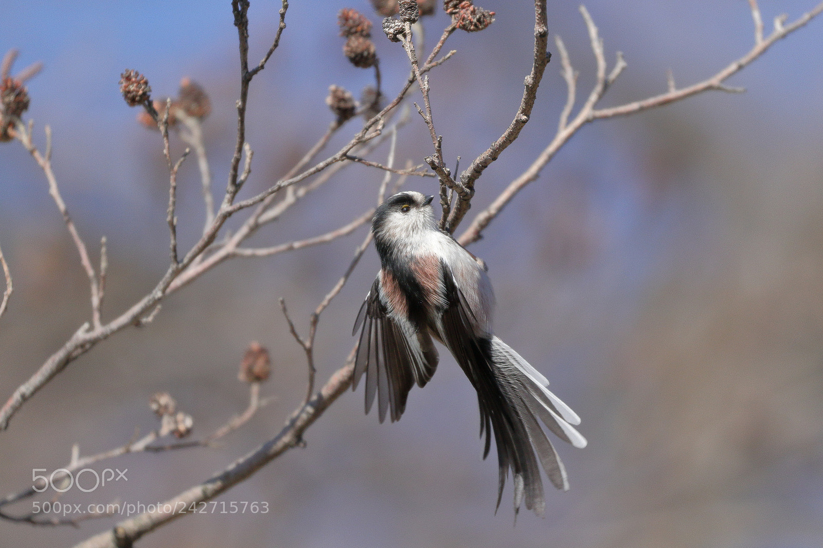 Canon EOS 7D Mark II sample photo. Cute bird エナガさん 8586 photography