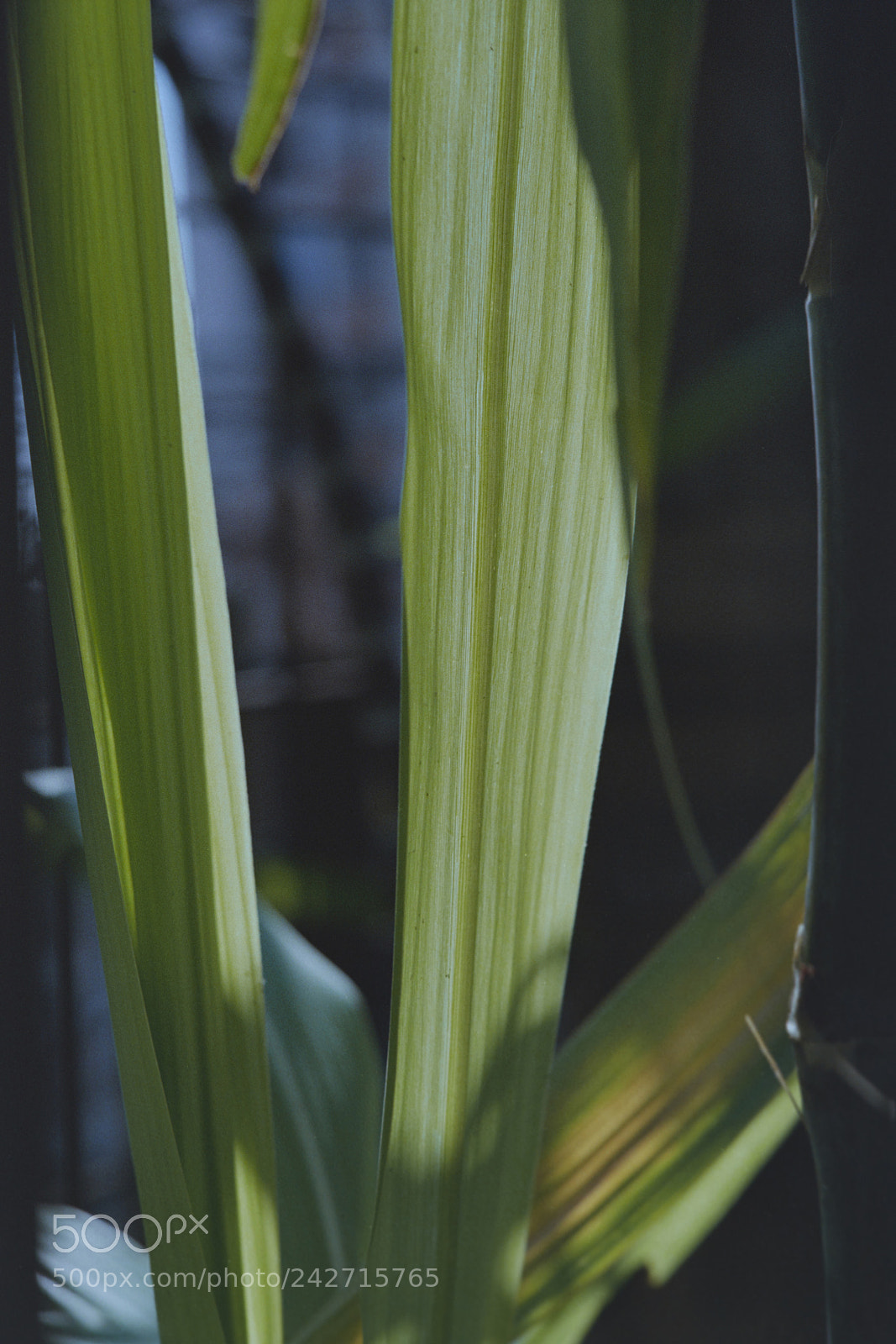 Canon EOS 5DS R sample photo. 半年前用胶片拍的一些照片，自己冲洗出来，用数码翻拍成电子档 photography