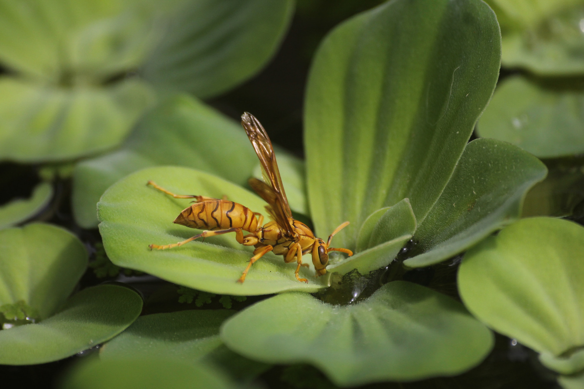 Canon EOS 1100D (EOS Rebel T3 / EOS Kiss X50) sample photo. Drinking wasp photography