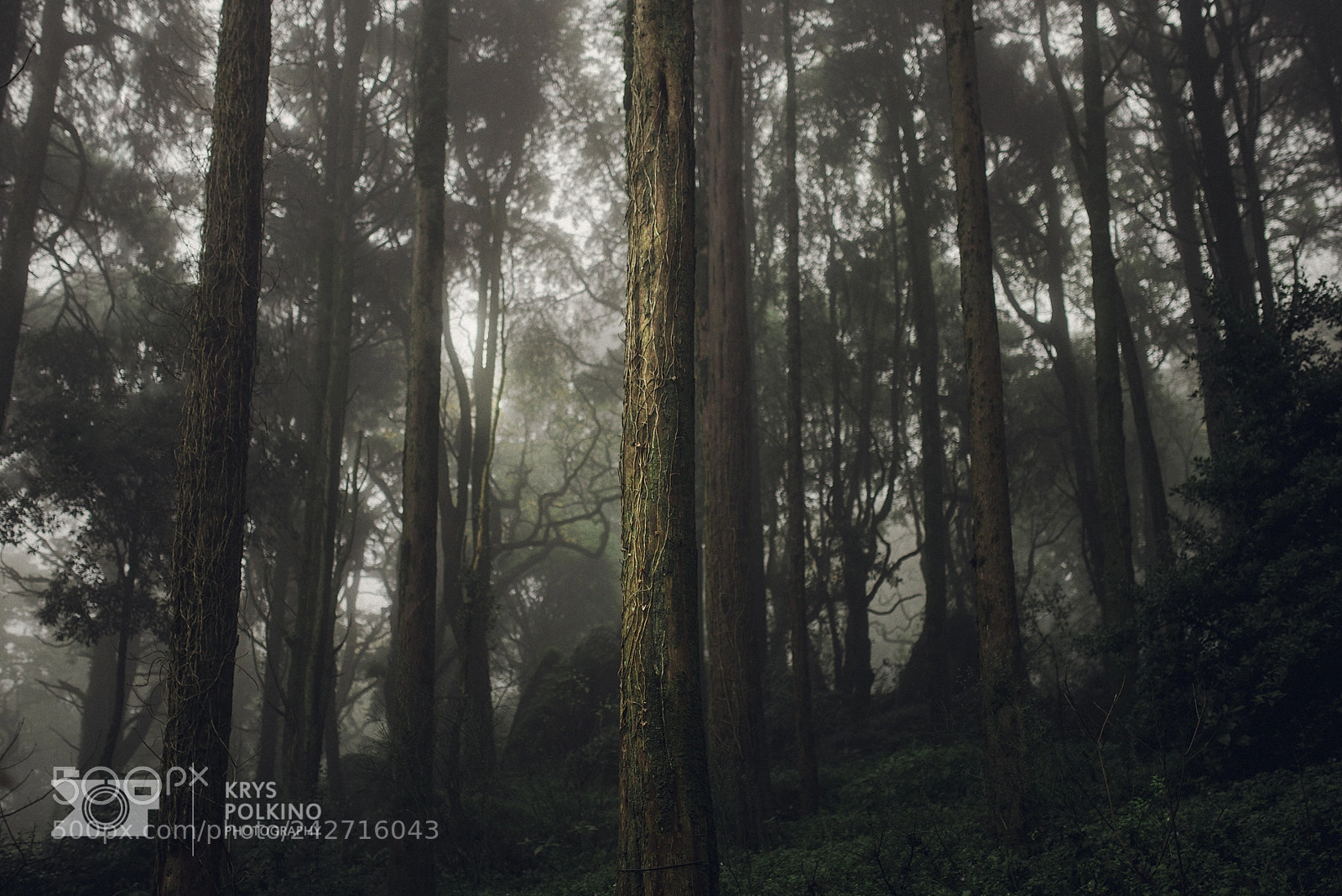 Nikon D610 sample photo. Believe photography