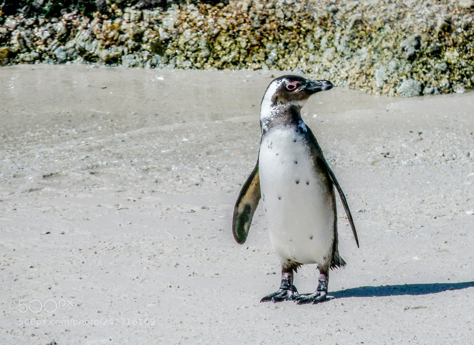 Panasonic Lumix DMC-FZ100 sample photo. Penguin photography