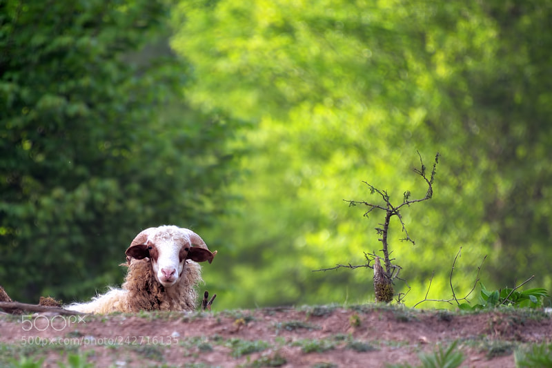 Nikon D610 sample photo. Shaun the sheep photography