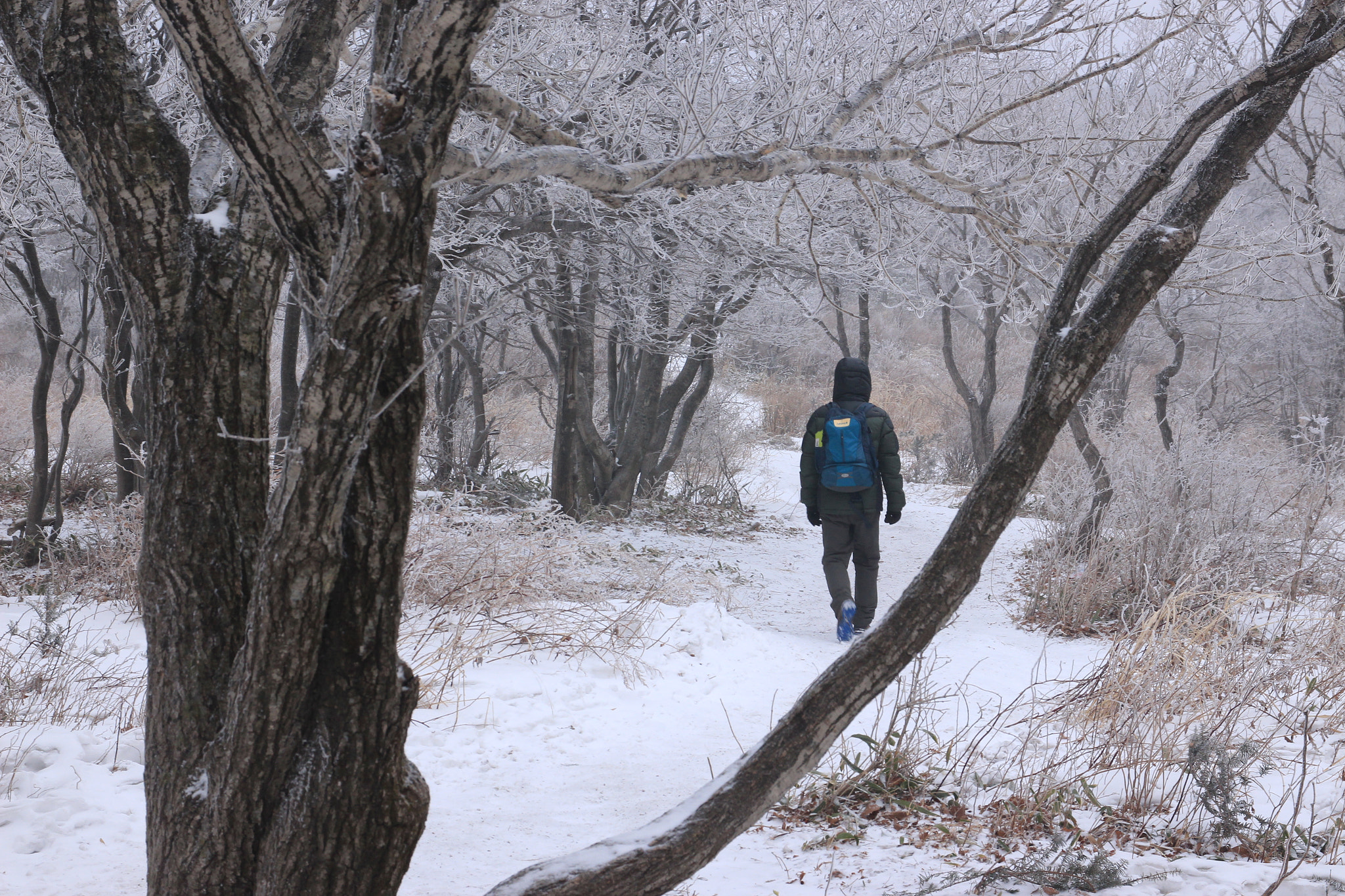 Canon EOS 650D (EOS Rebel T4i / EOS Kiss X6i) sample photo. In winter photography