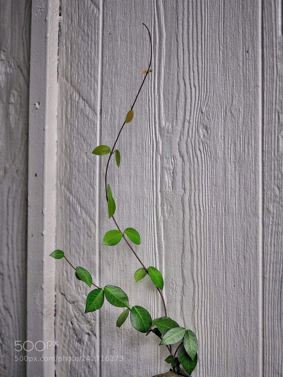 Olympus PEN E-PL6 sample photo. Simple beauty! photography