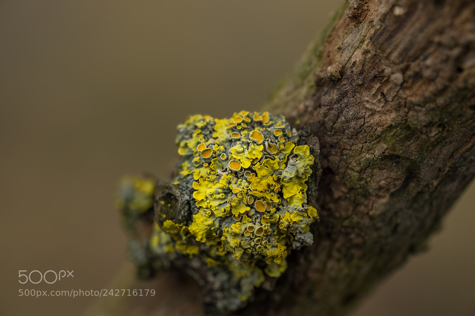 Fujifilm X-T1 sample photo. Flechten am baum photography