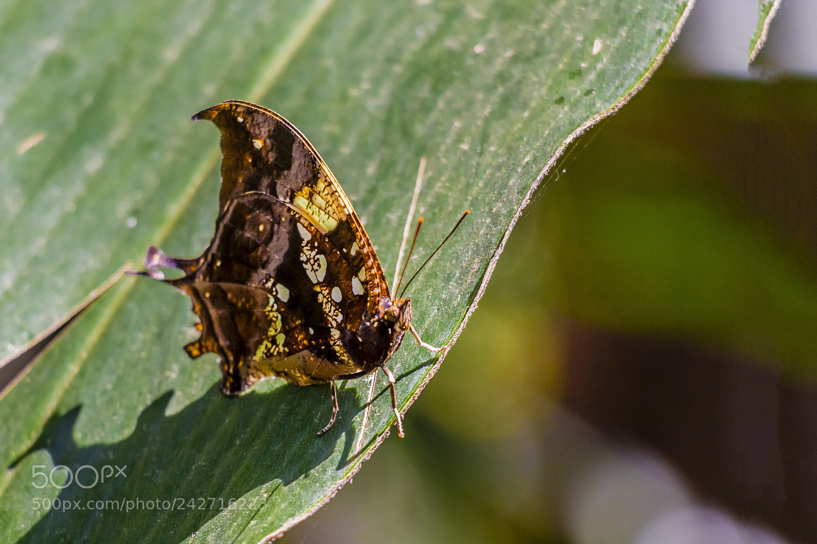Canon EOS 700D (EOS Rebel T5i / EOS Kiss X7i) sample photo. Borboleta / butterfly photography