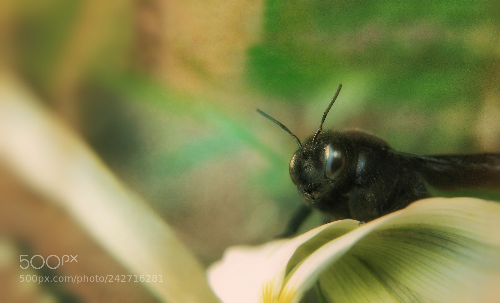 Motorola Moto G (4) sample photo. Bombus photography