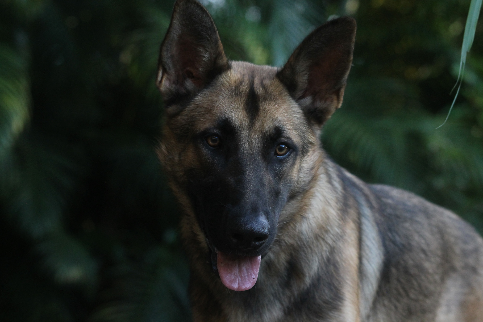 Canon EOS 1100D (EOS Rebel T3 / EOS Kiss X50) sample photo. My dog photography
