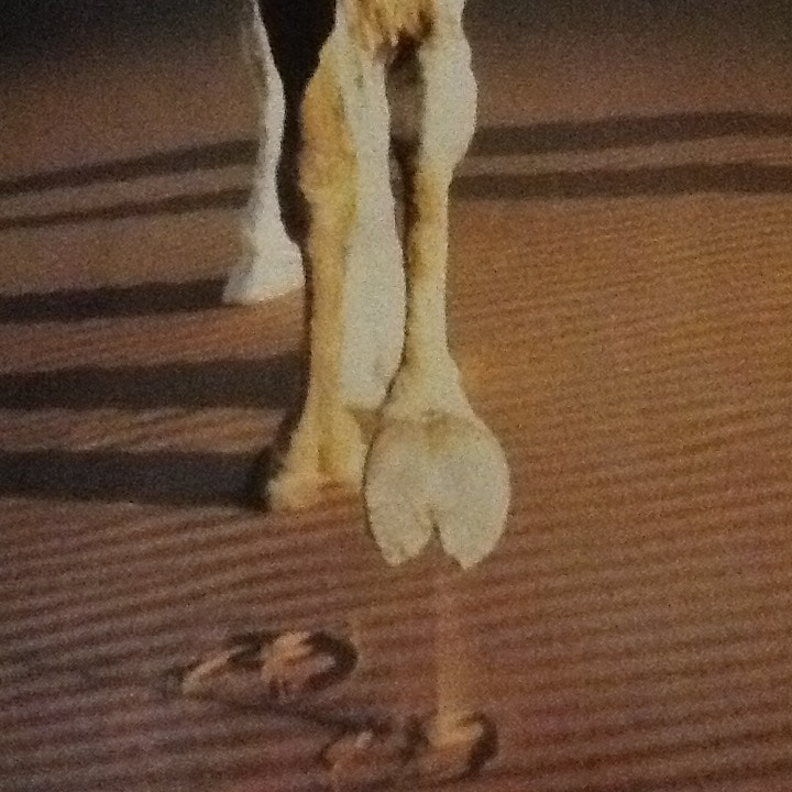 Apple iPad 2 sample photo. Camel photography