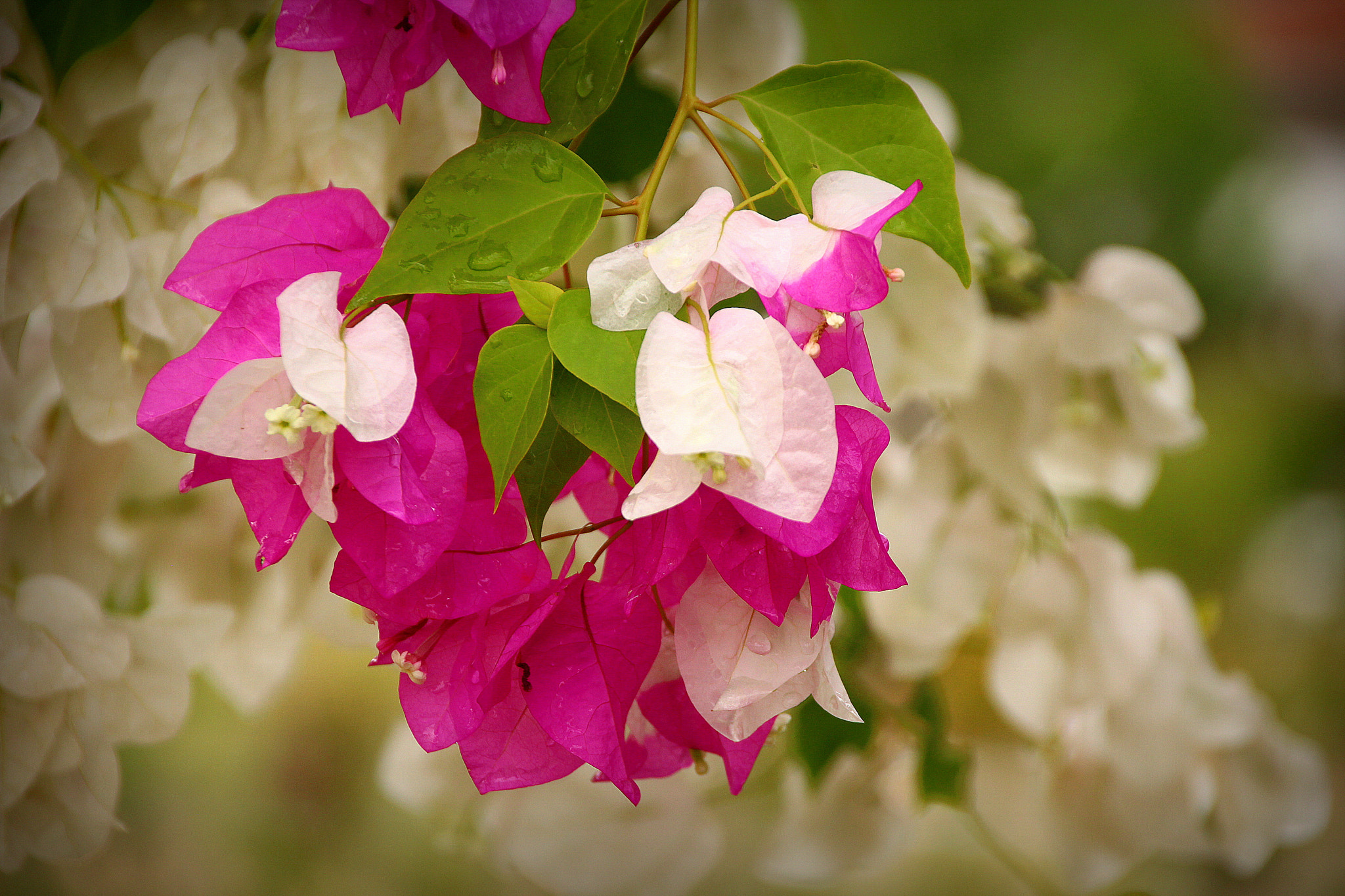 Sigma 18-250mm F3.5-6.3 DC OS HSM sample photo. Begonvil ... photography