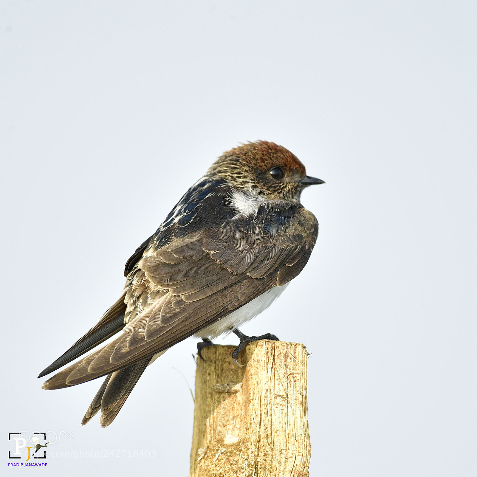 Nikon D5 sample photo. Barn shallow photography