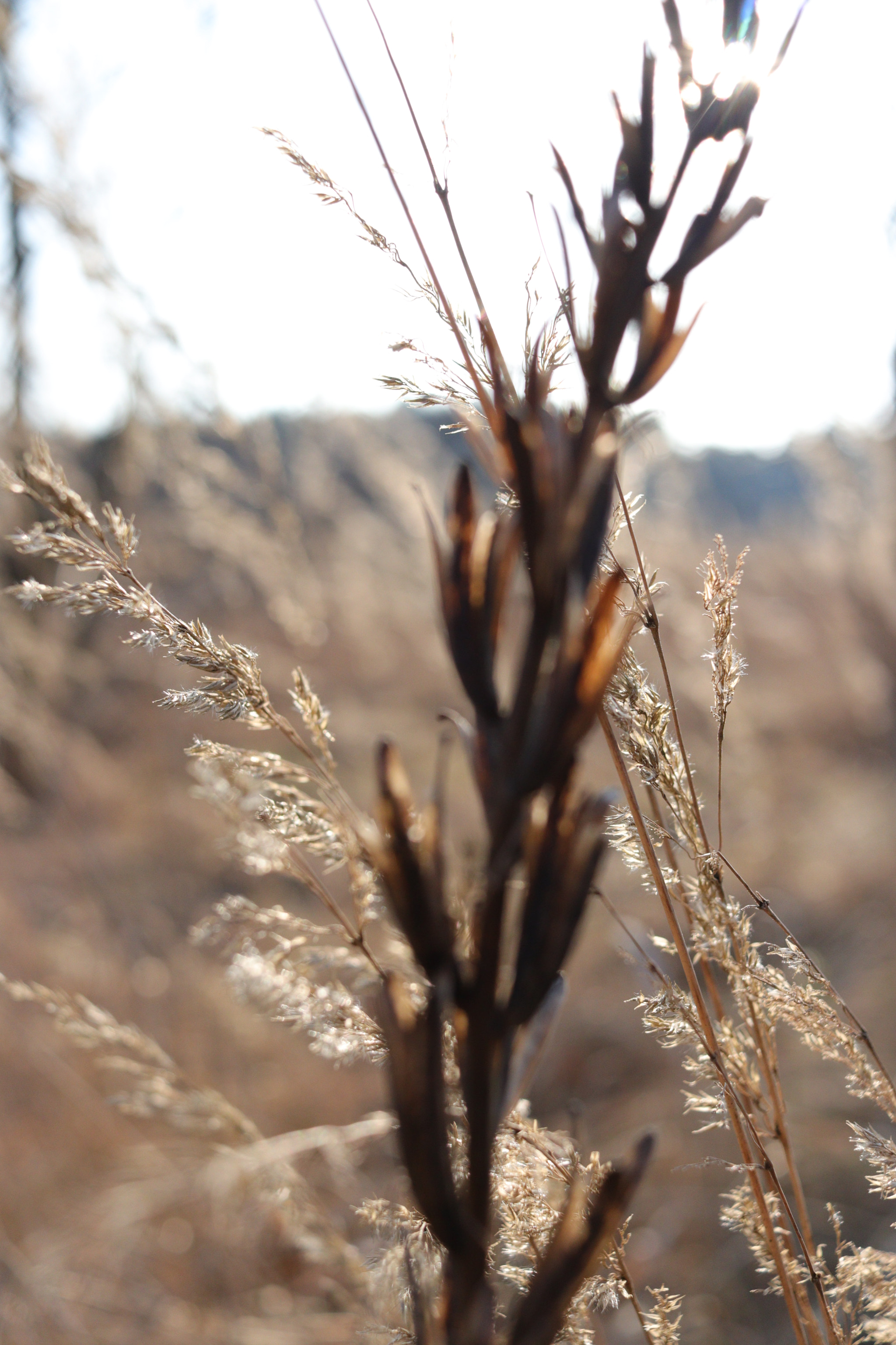 Canon EF-S 24mm F2.8 STM sample photo