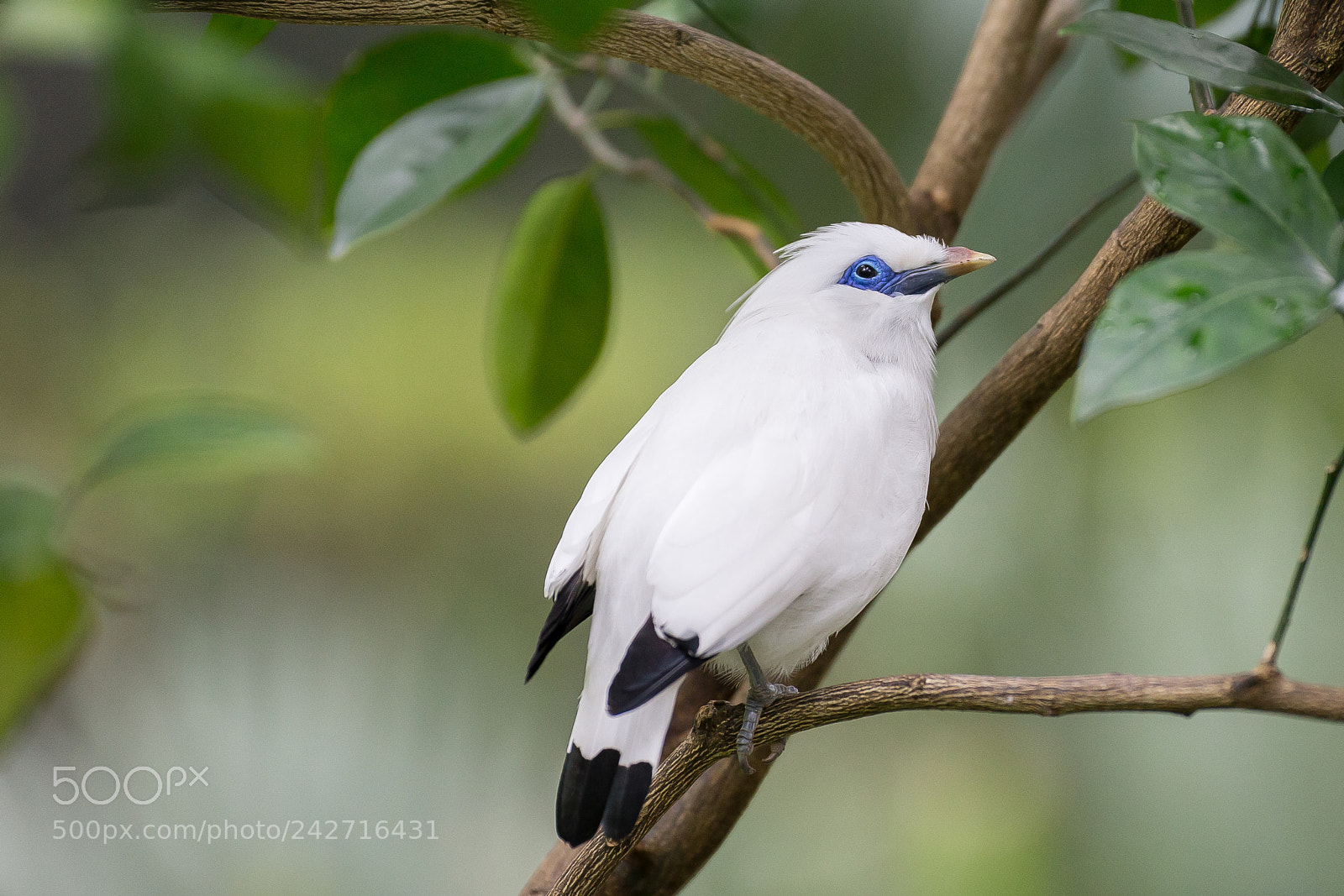 Canon EOS-1D X sample photo. Leucopsar rothschildi photography