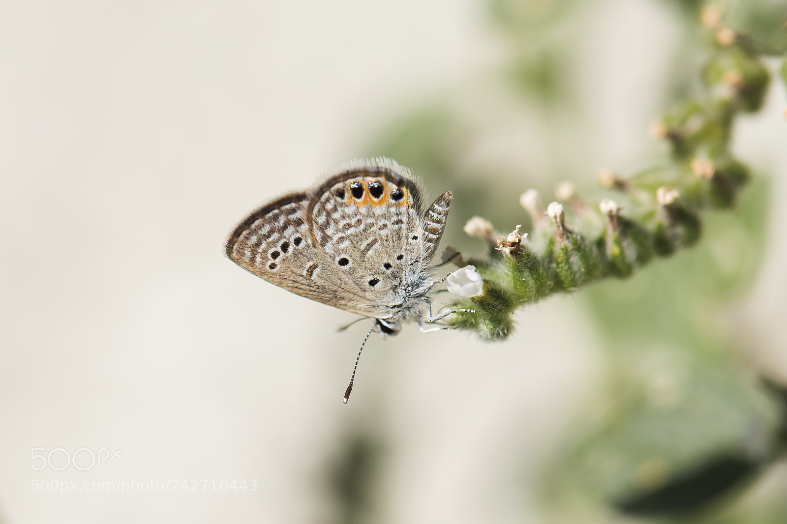 Nikon D810 sample photo. Mucevher... photography