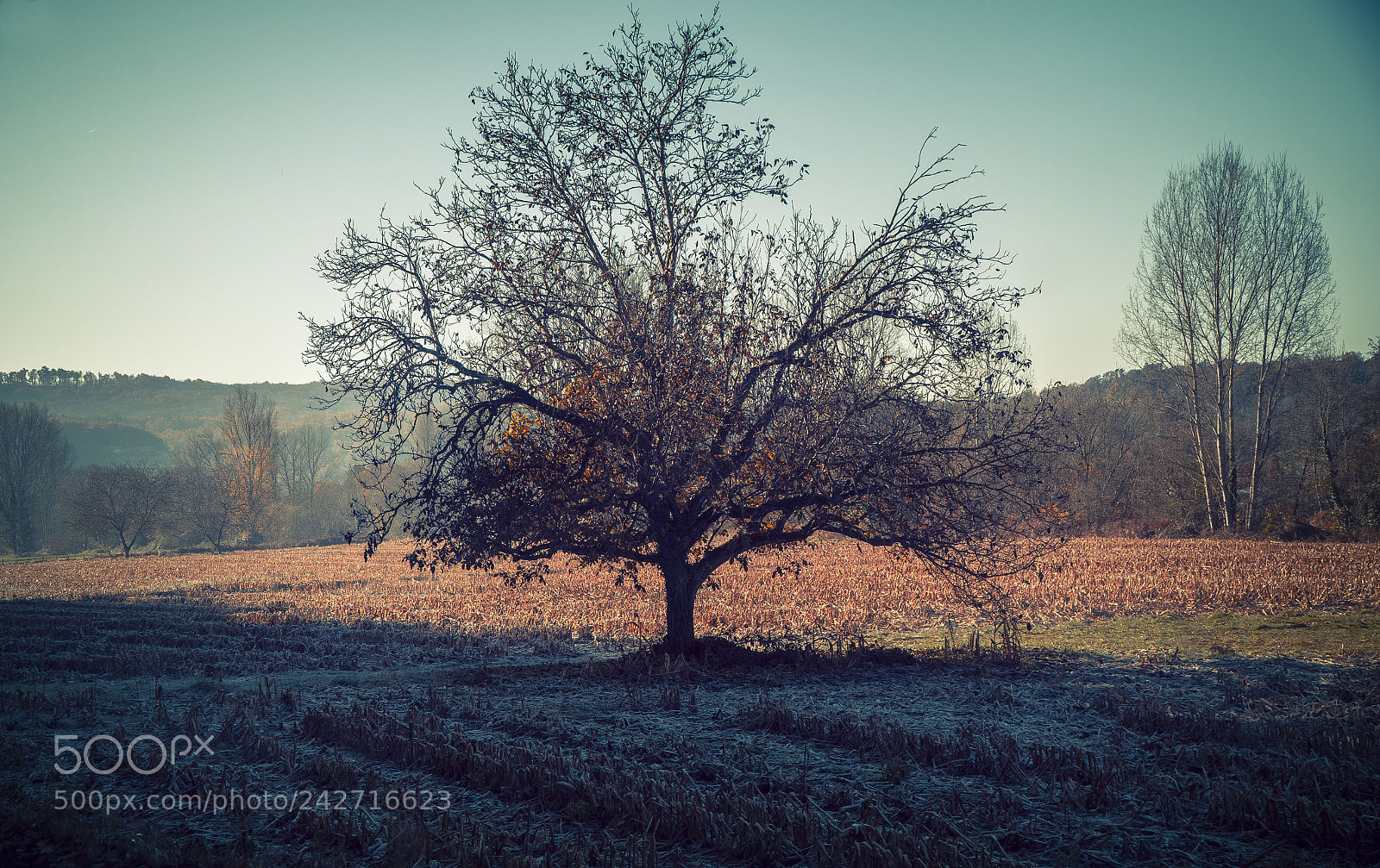 Sony a6500 sample photo. 38.jpg photography