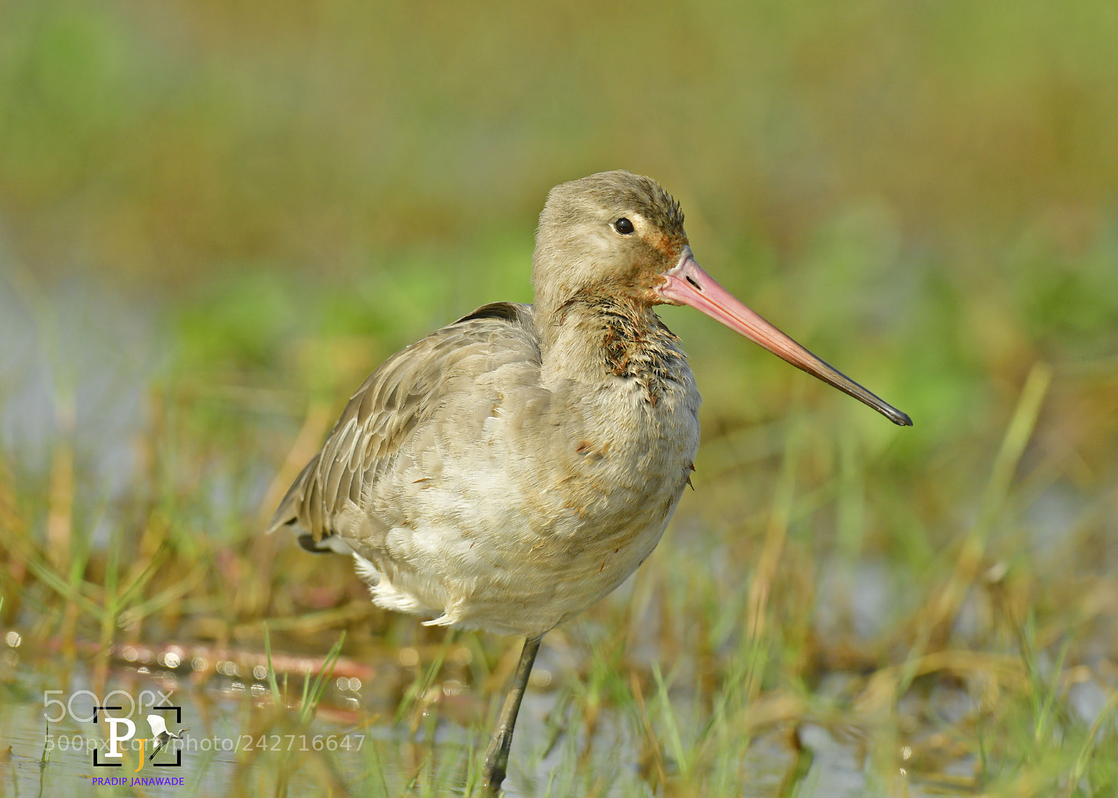 Nikon D5 sample photo. Godwit photography