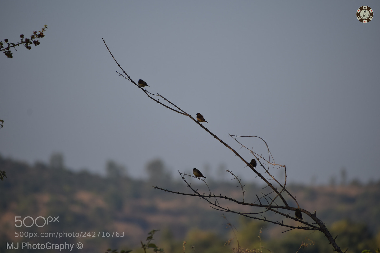 Nikon D5300 sample photo. Birds photography