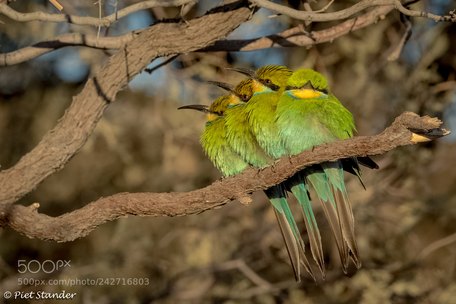 Canon EOS-1D X Mark II sample photo. Bee-eaters photography