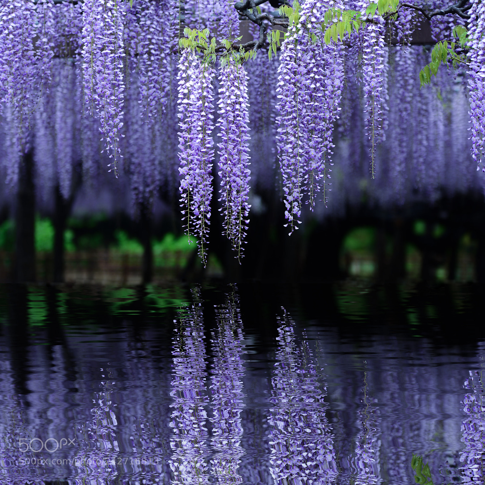 Nikon D610 sample photo. Wisteria reflections photography
