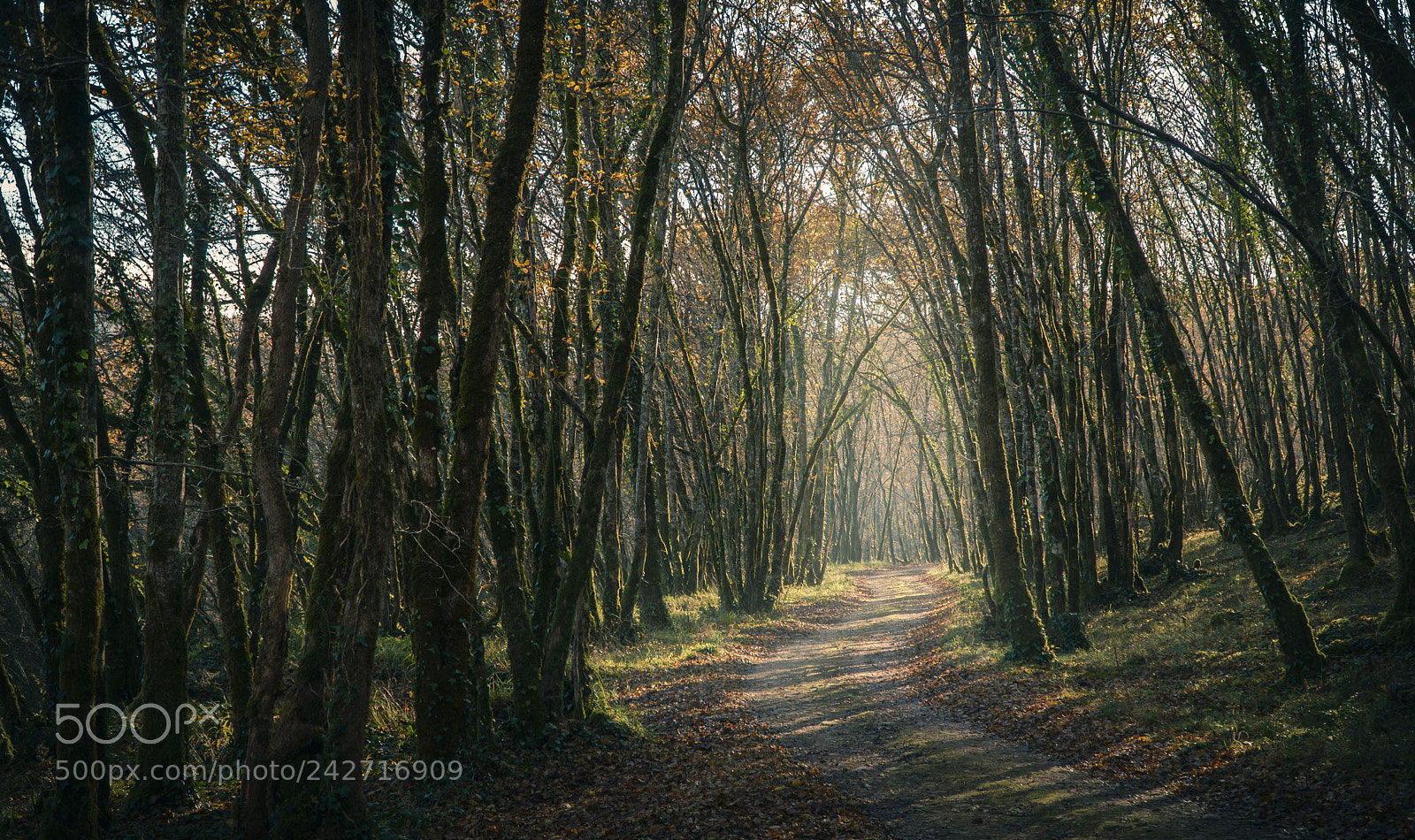 Sony a6500 sample photo. Woods after dawn photography