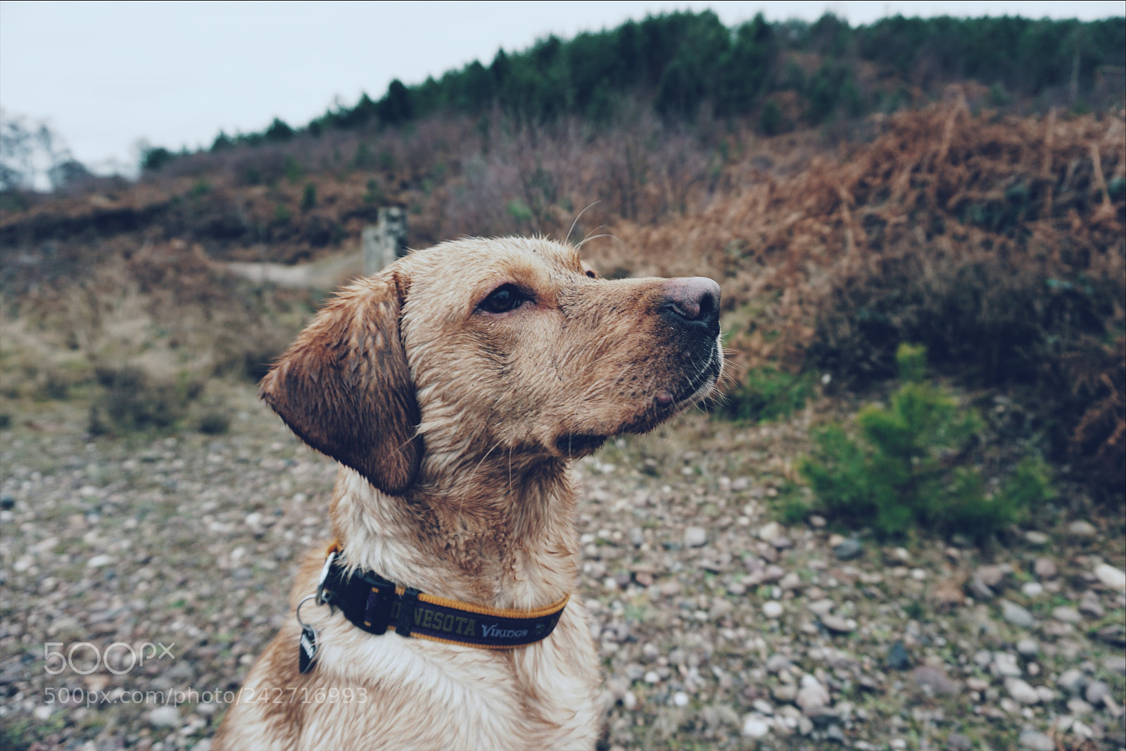 Sony a5100 sample photo. Django at cannock photography