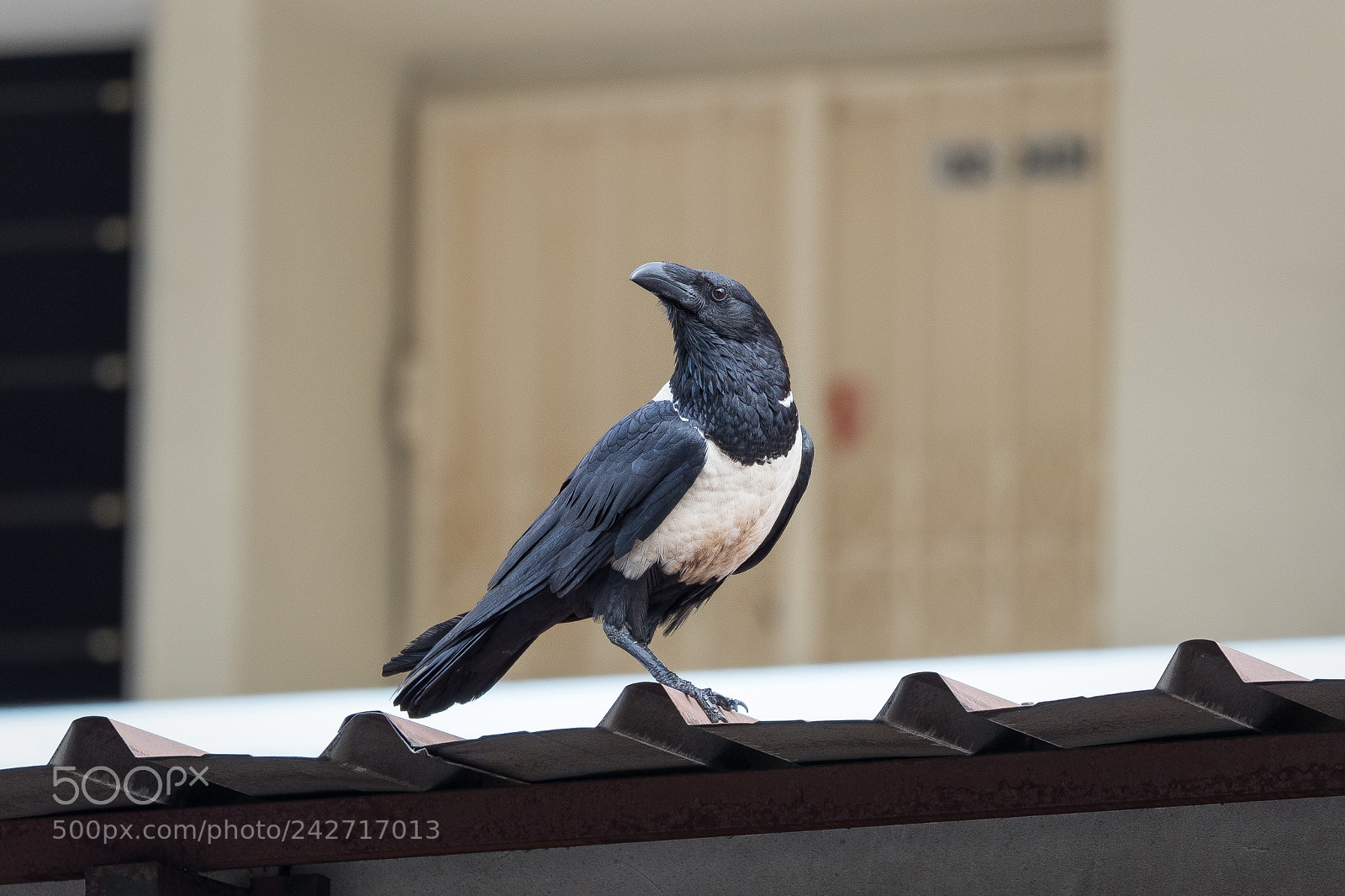Canon EOS-1D X Mark II sample photo. Pied crow in the photography
