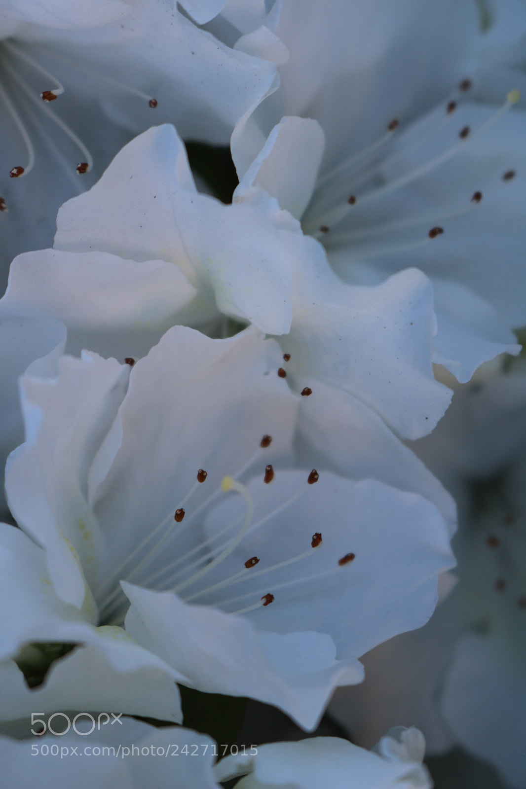 Canon EOS 750D (EOS Rebel T6i / EOS Kiss X8i) sample photo. Soft petals photography
