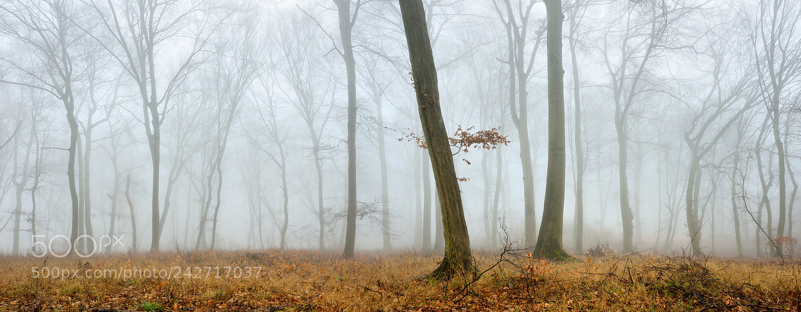 Nikon D800 sample photo. Winter silence photography
