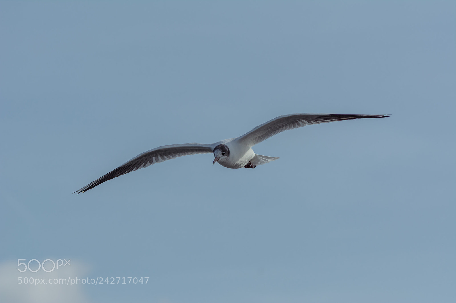 Nikon D7100 sample photo. Seagull flight photography