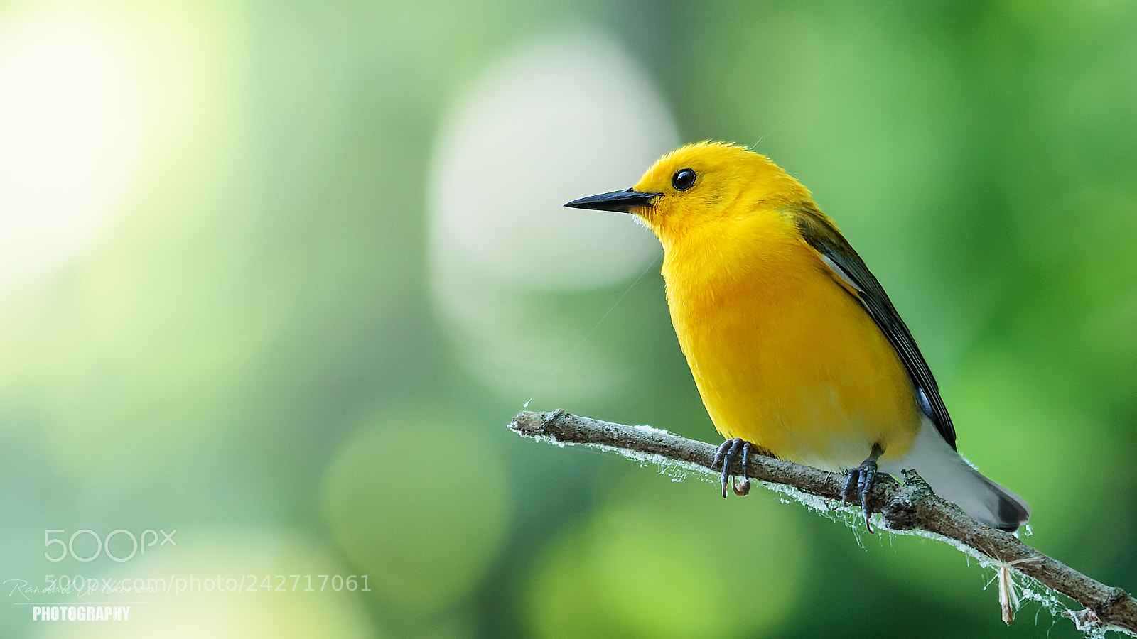 Canon EOS 60D sample photo. Prothonotary warbler photography