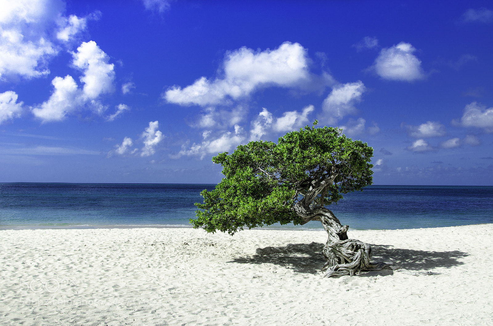 Nikon D5100 sample photo. Divi divi tree photography
