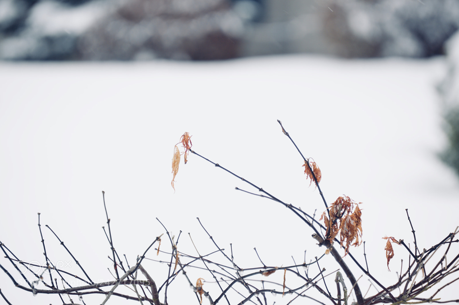Nikon D3200 sample photo. More snow! photography