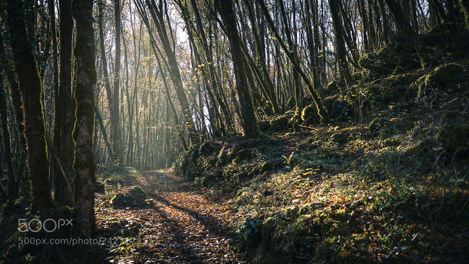Sony a6500 sample photo. Mist and woods photography