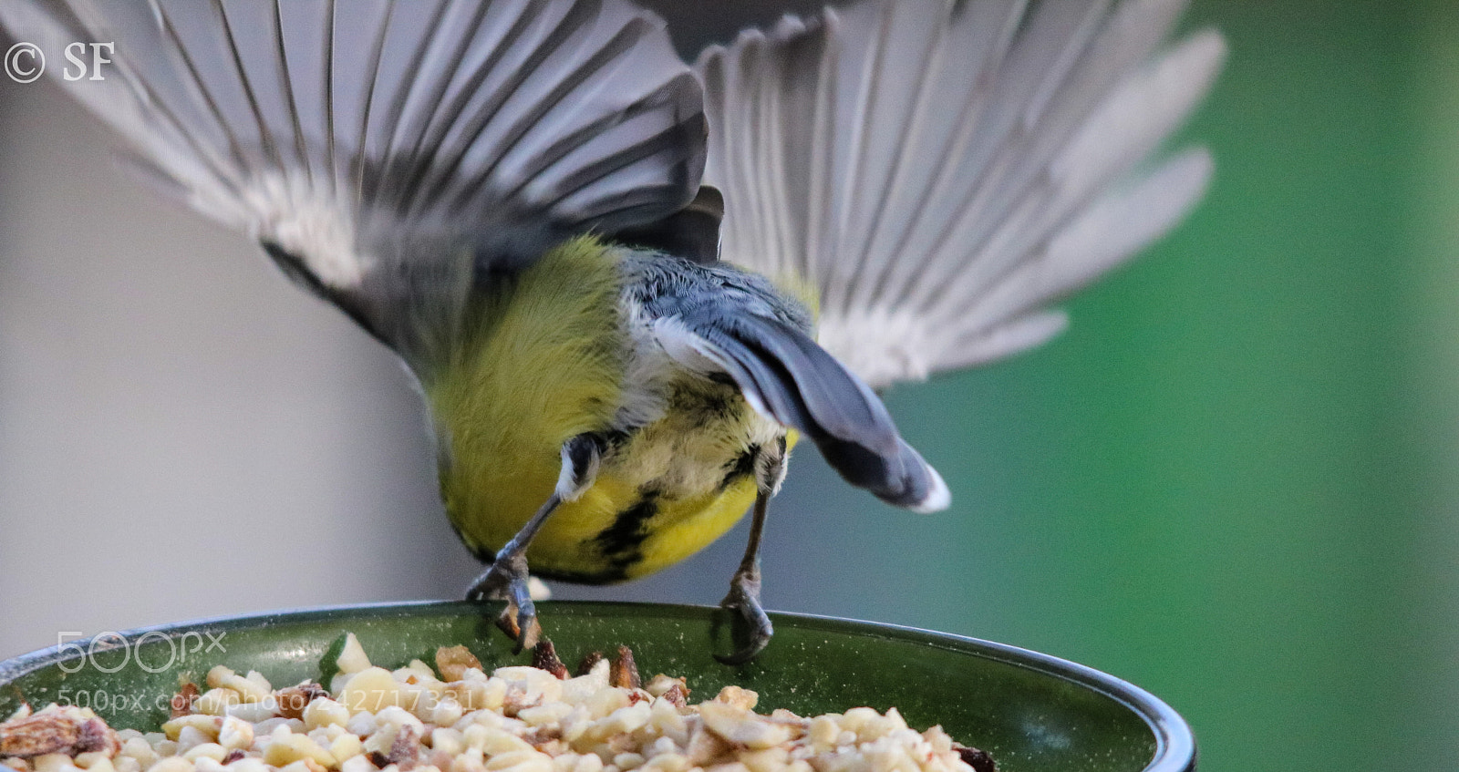 Canon EOS 750D (EOS Rebel T6i / EOS Kiss X8i) sample photo. Spread the wings photography