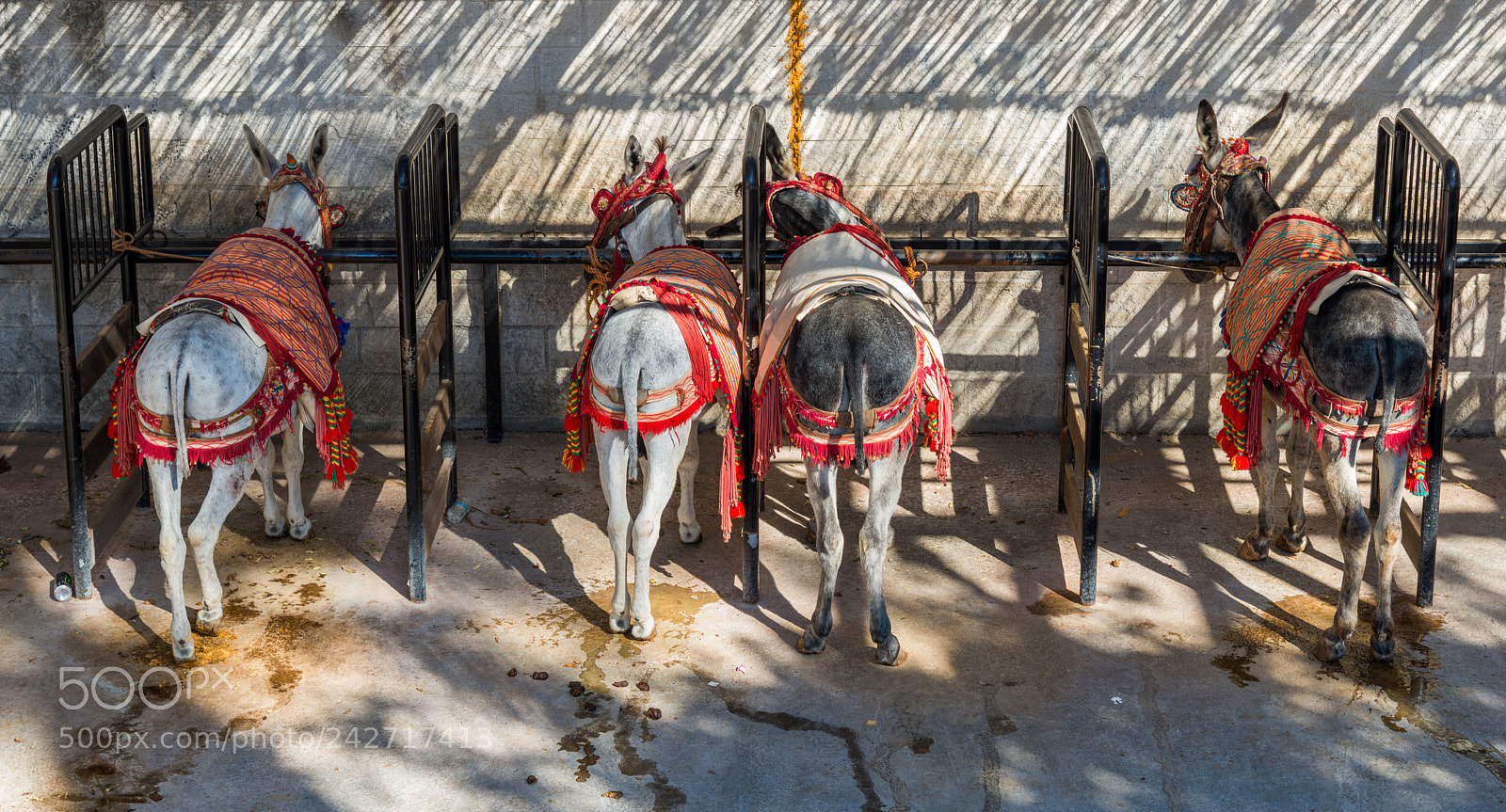 Nikon D800 sample photo. Donkeys waiting in mijas-spain photography
