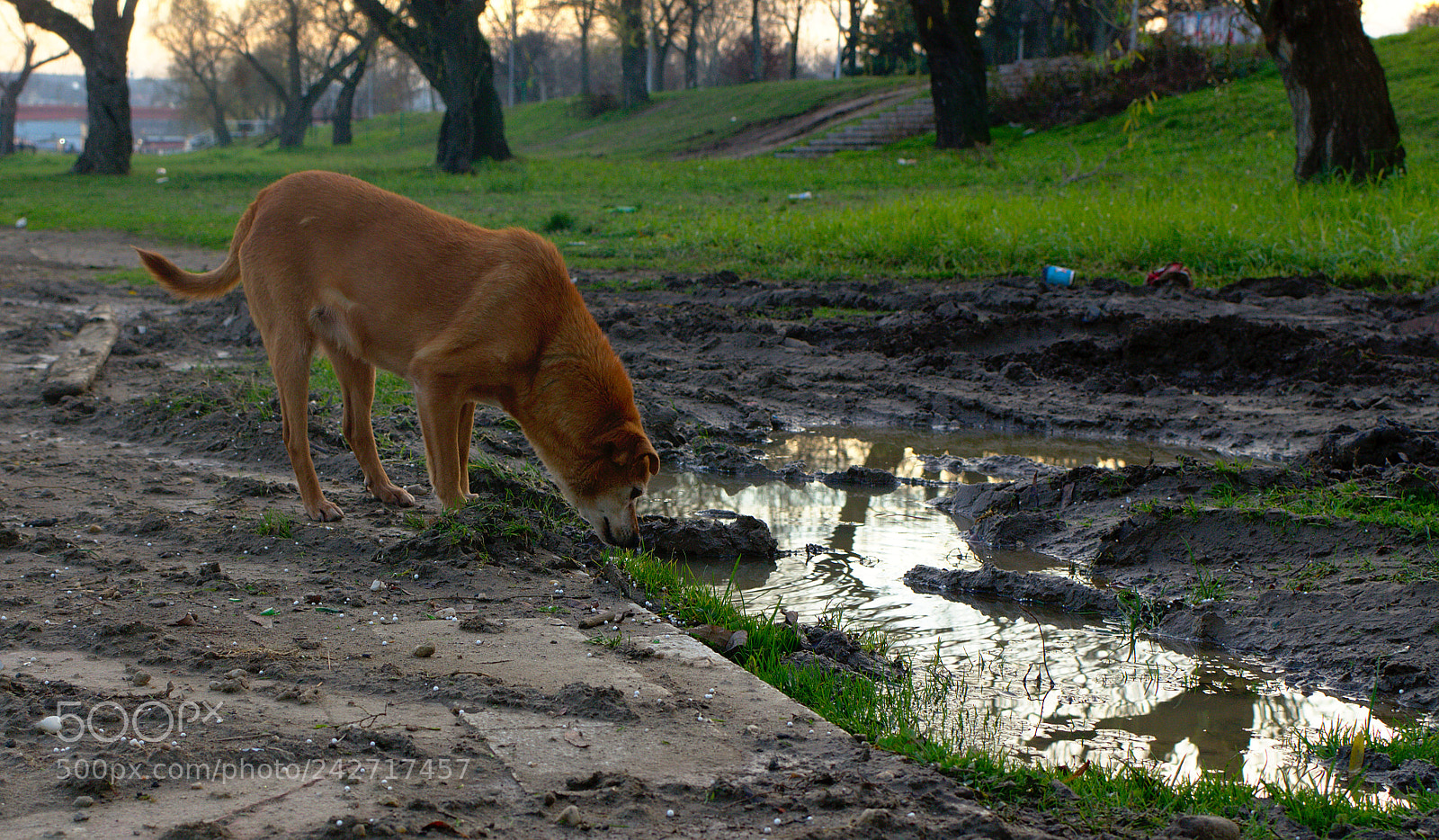 Nikon D5100 sample photo. Pasbolji photography