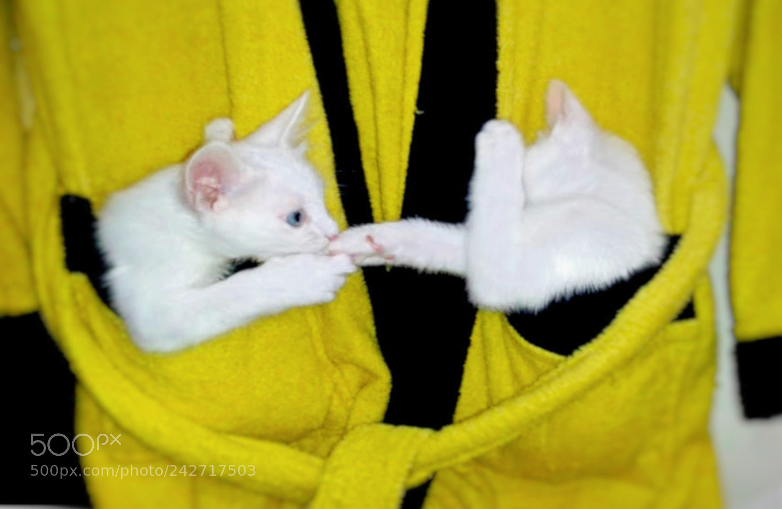 Sony Alpha a5000 (ILCE 5000) sample photo. Cute and sweet kittens... photography
