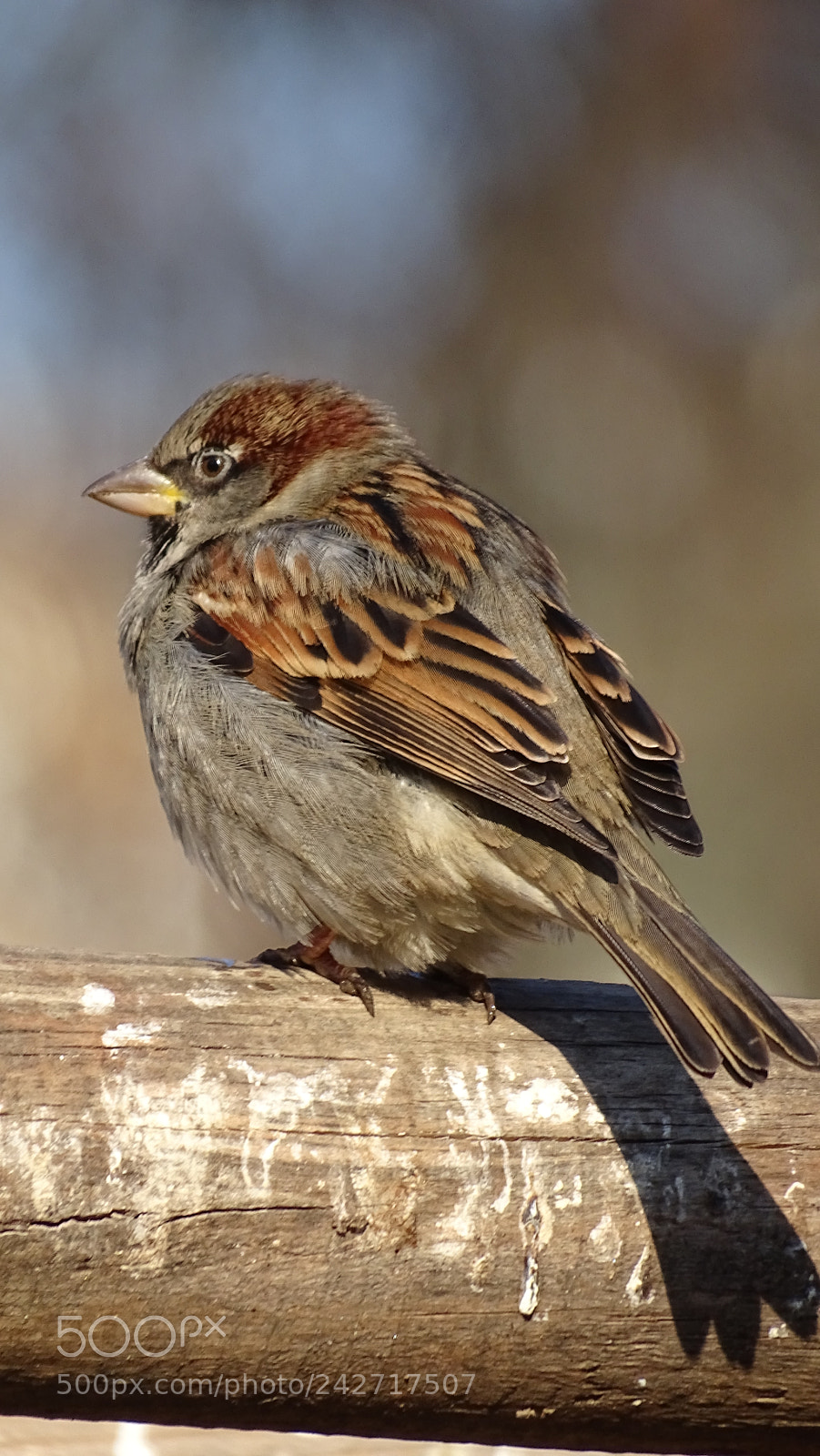 Sony Cyber-shot DSC-HX400V sample photo. Cute bird photography