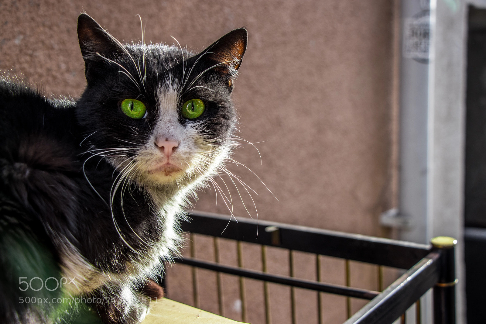 Canon EOS 77D (EOS 9000D / EOS 770D) sample photo. Green eyed cat photography
