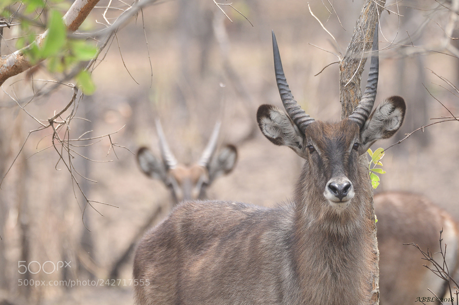 Nikon D500 sample photo. Waterbuck in the forest photography
