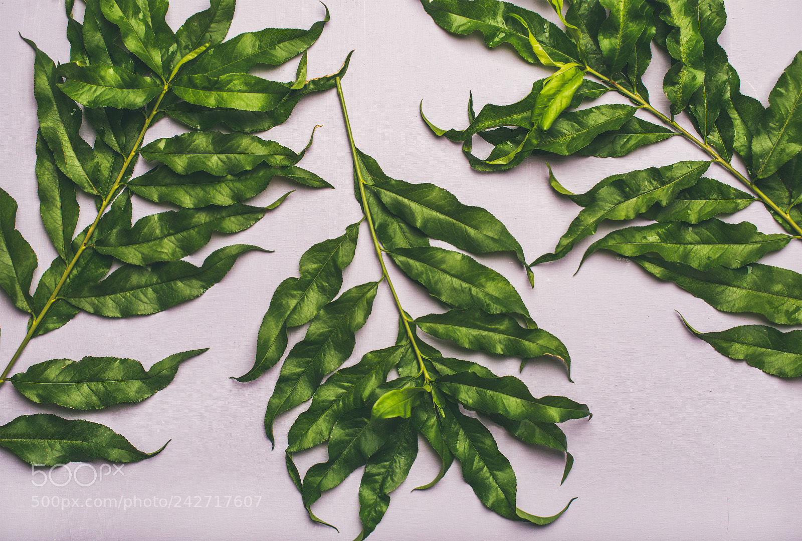 Nikon D610 sample photo. Flat-lay of tropical tree photography