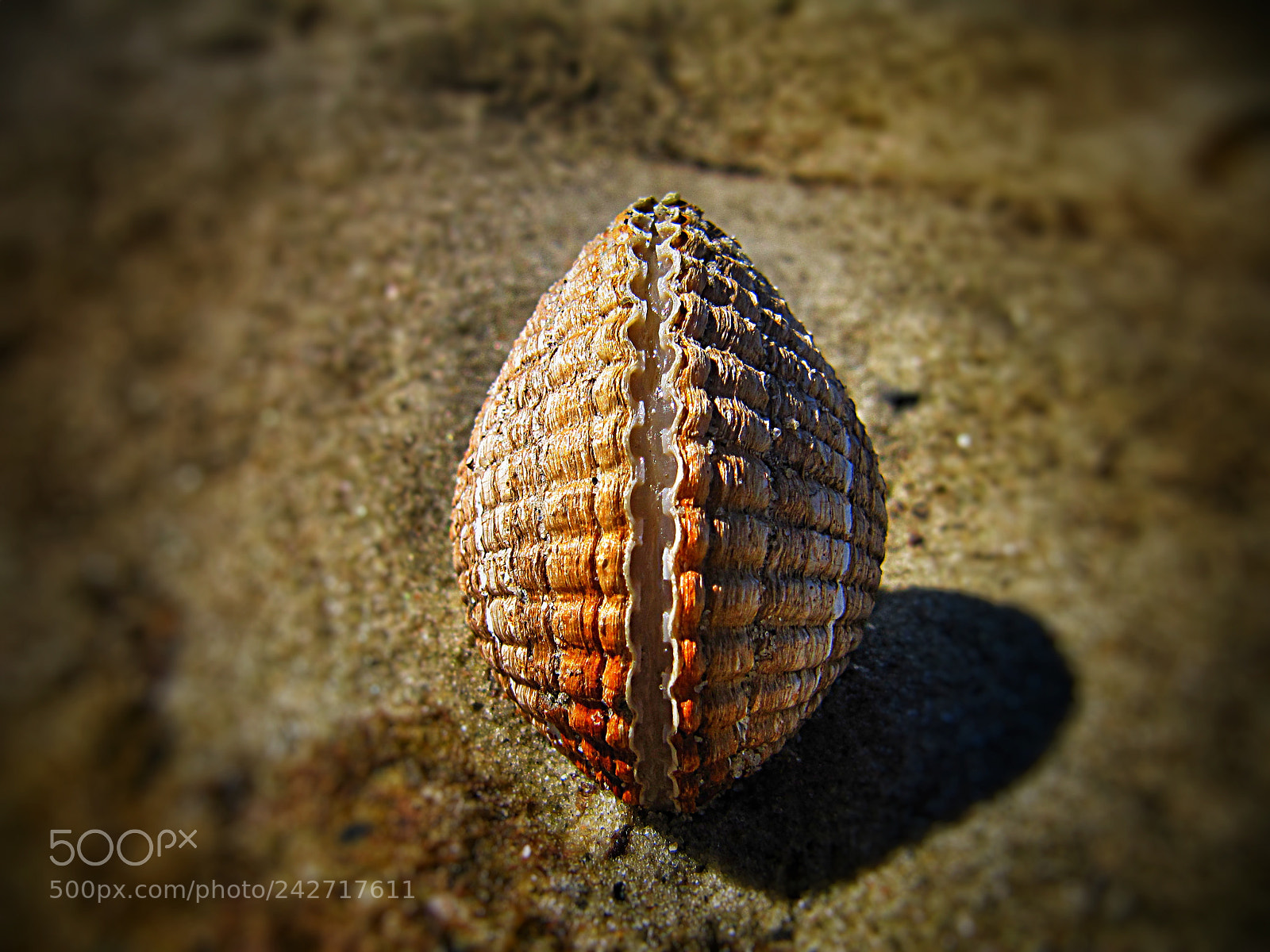 Canon PowerShot SX200 IS sample photo. Seashell photography