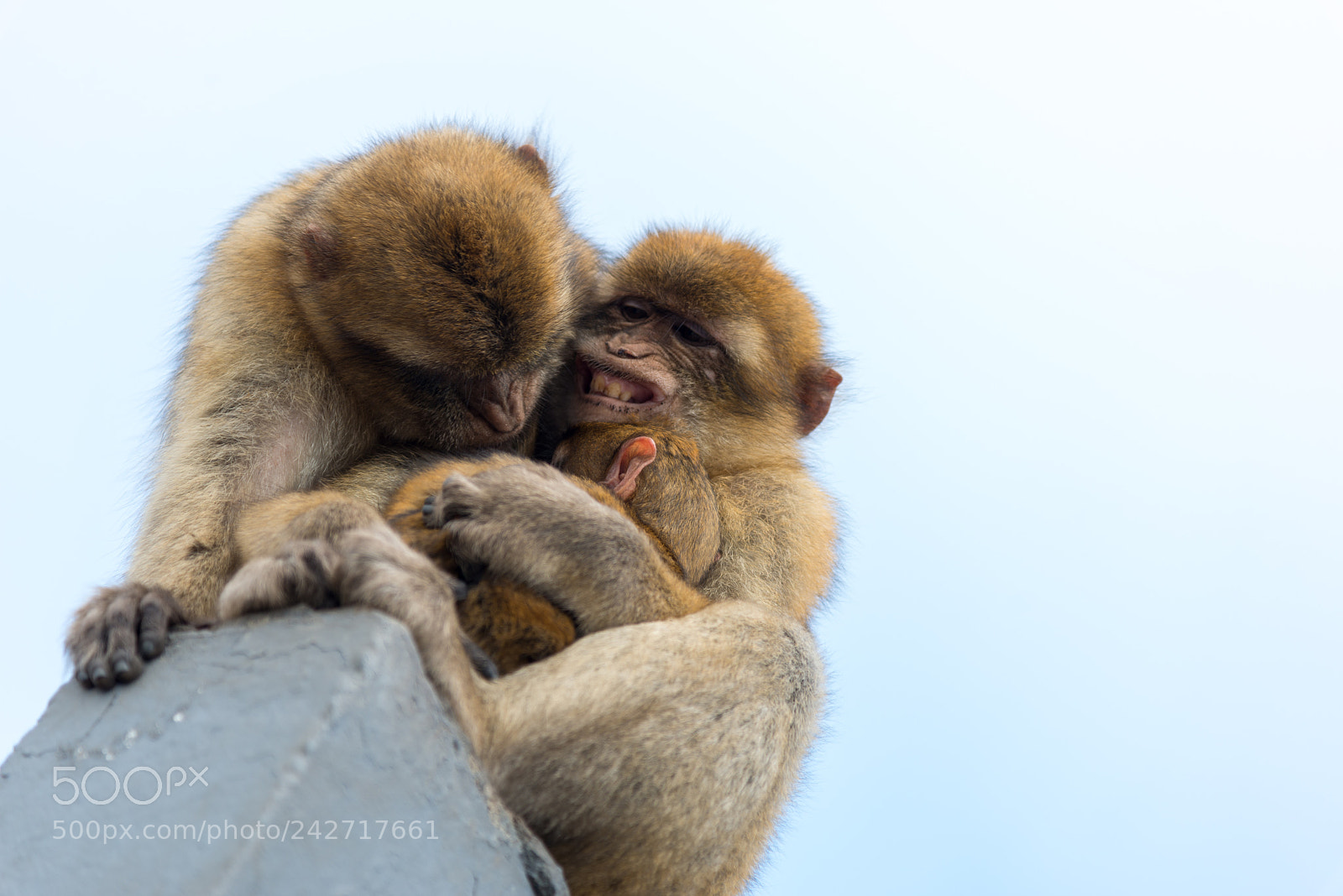 Nikon D800 sample photo. Apes in gibraltar photography