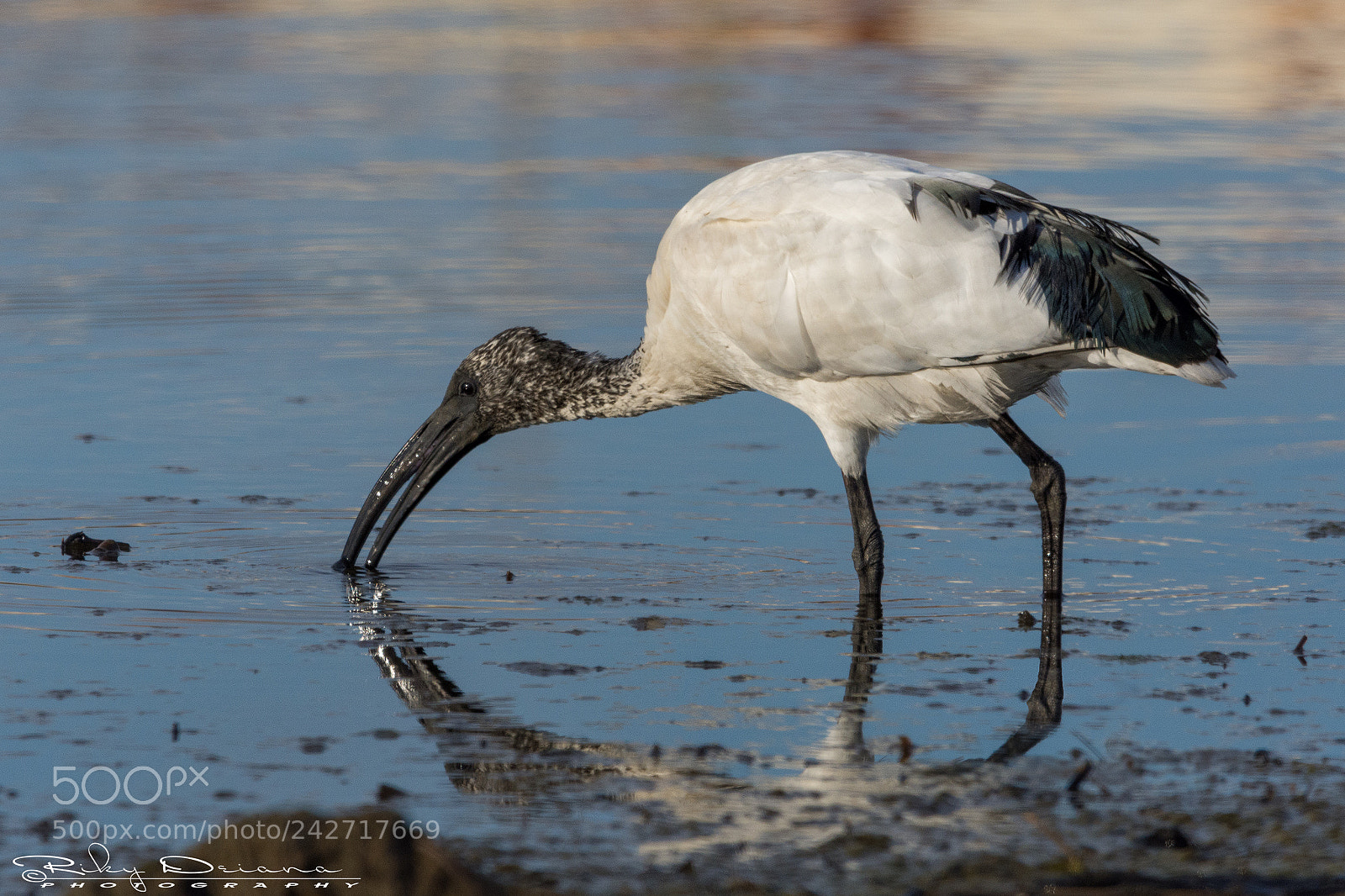 Nikon D7200 sample photo. Ibis @mirror photography
