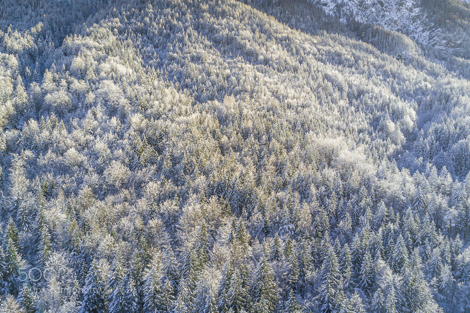DJI FC220 sample photo. Above spruces photography